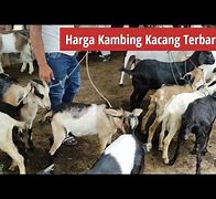 Harga Kambing Kacang Hari Ini